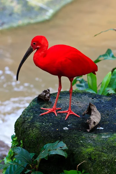 Rode ibis vogel in de buurt van het water — Stockfoto