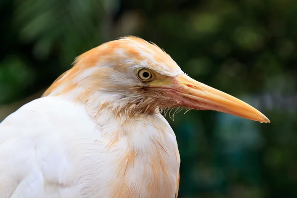White cattle egret bird in close up — Stock Photo, Image