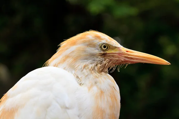 Fehér szarvasmarha kócsag madár közelről — Stock Fotó
