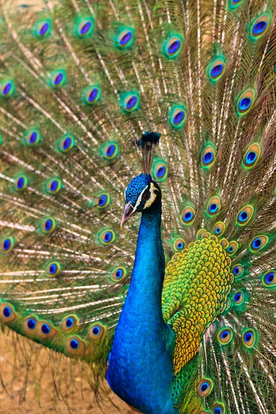 자랑 스럽게 그의 깃털을 보여주는 인도 공작 새 — 스톡 사진