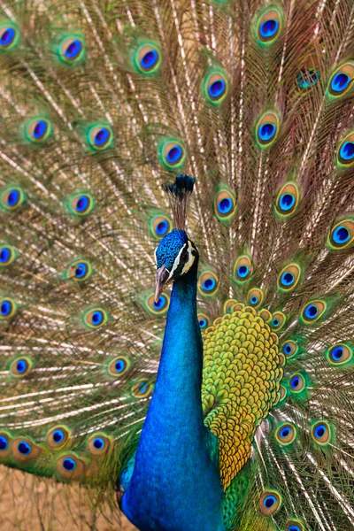 Pavone indiano uccello orgogliosamente mostrando le sue piume — Foto Stock