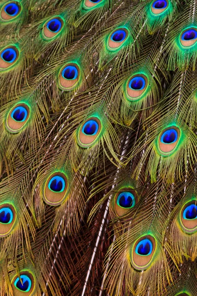Paví ptačí ocasní pera v zblízka — Stock fotografie