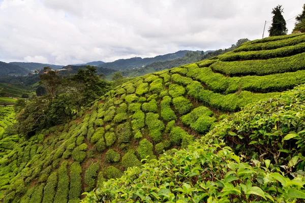 Teeplattierung im Hochland von Kamerun — Stockfoto
