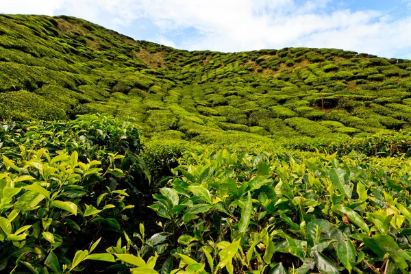 Piattaforma di tè nelle Highlands Cameron — Foto Stock