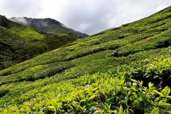 Plateau de thé dans les Cameron Highlands — Photo
