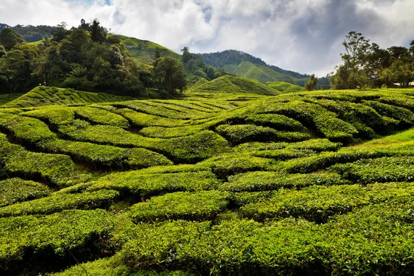 Tea platation in the Cameron Highlands — Stock Photo, Image