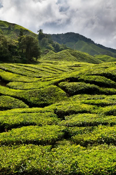 Tea platation in the Cameron Highlands — Stock Photo, Image