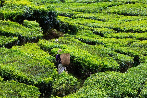 stock image Tea platation in the Cameron Highlands