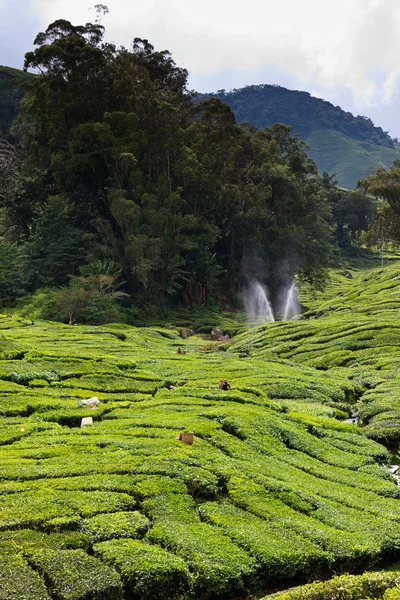 Piattaforma di tè nelle Highlands Cameron — Foto Stock