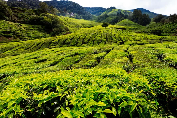 Teeplattierung im Hochland von Kamerun — Stockfoto