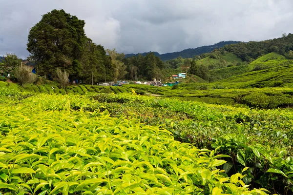 Plantación de té en las Tierras Altas Cameron — Foto de Stock