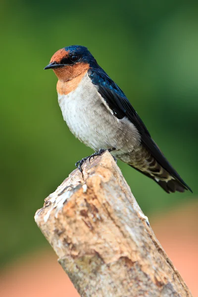 Engula o pássaro sentado em um galho — Fotografia de Stock