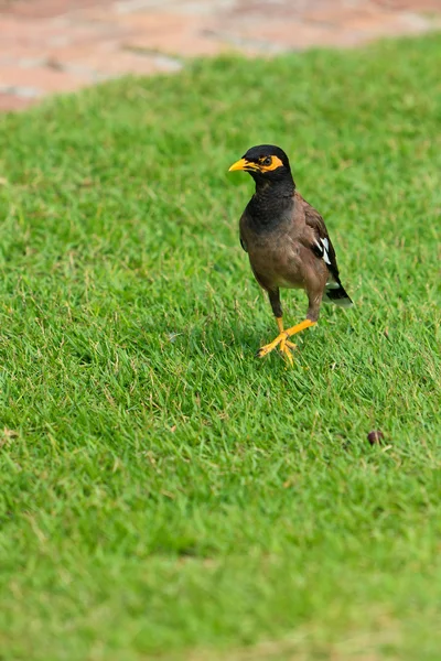 Común Myna pájaro en la hierba — Foto de Stock