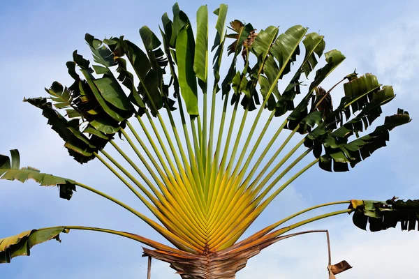 tropik palmiye ağacı