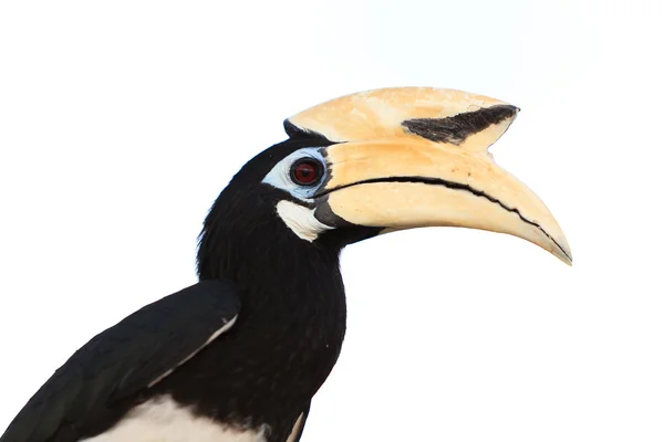 Palawan hornbill uccello in primo piano — Foto Stock