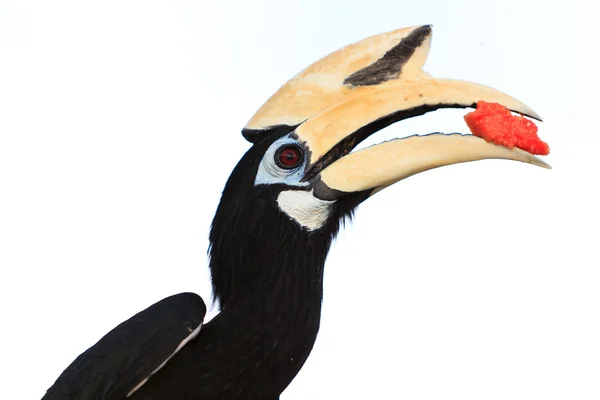 Палаванская рогатая птица крупным планом — стоковое фото