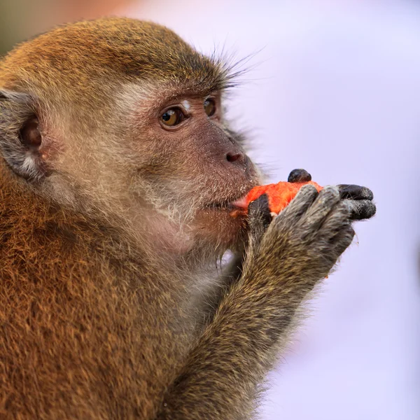 Макаки-обезьяна ест фрукты — стоковое фото