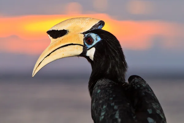Палаванская рогатая птица крупным планом — стоковое фото