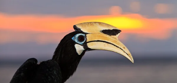 Palawan hornbill fåglar i närbild — Stockfoto