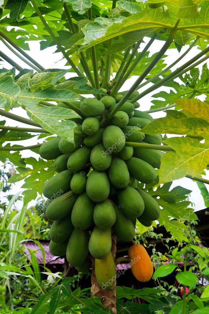 Papayas on the trunk of a papaya tree — Stock Photo © pwollinga 7755614