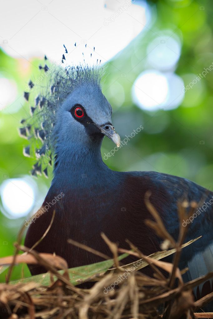 Crested pigeon bird sitting on her nest