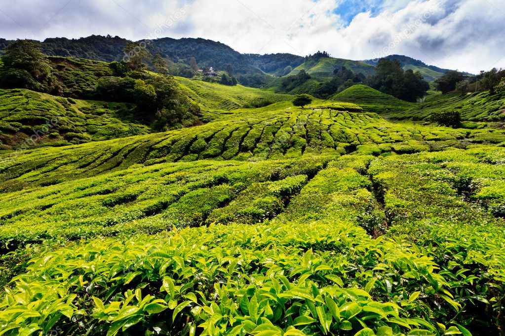 Tea platation in the Cameron Highlands Stock Photo by ©pwollinga 7759385