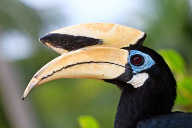Palawan hornbill bird in close up clipart