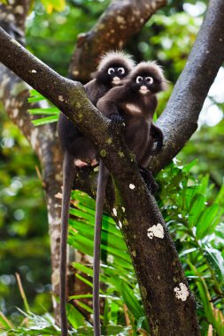 Dusky leaf monkeys sitting in a tree clipart