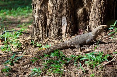 iguana sürüngen bir ağaç gövdesi üzerinde