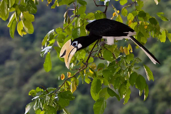 Oiseau du calmar de Palawan en gros plan — Photo