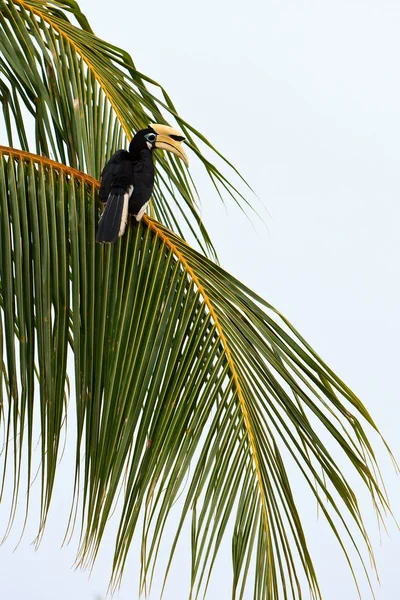 Palawan hornbill pássaro na árvore — Fotografia de Stock
