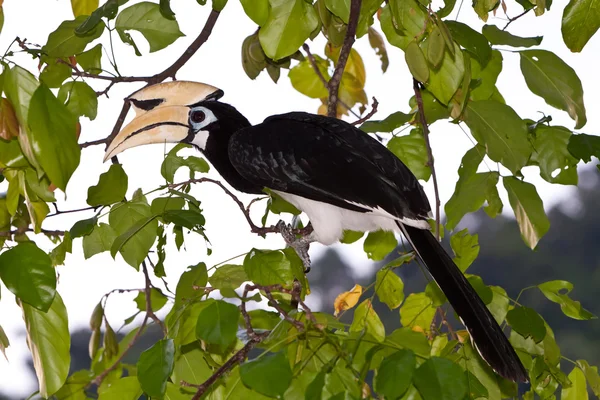 Hornbill nas árvores — Fotografia de Stock
