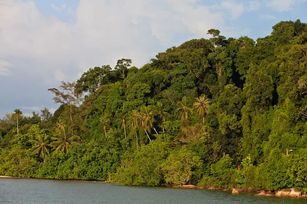 Tropical rain forest near a river — Stok fotoğraf