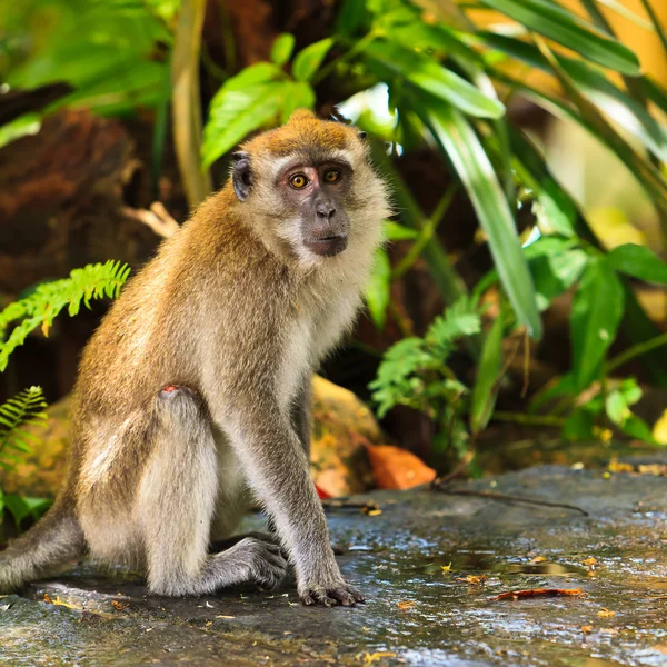 Makaak monkey zittend op de grond — Stockfoto