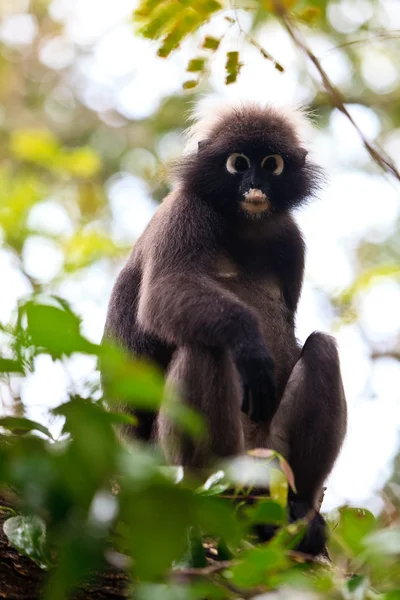 Ciemny liść małp siedzi na drzewie — Zdjęcie stockowe