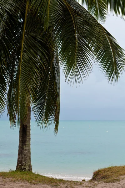 Palma sulla spiaggia — Foto Stock