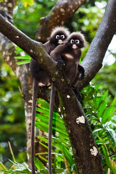 Dusky blad apen zitten in een boom — Stockfoto