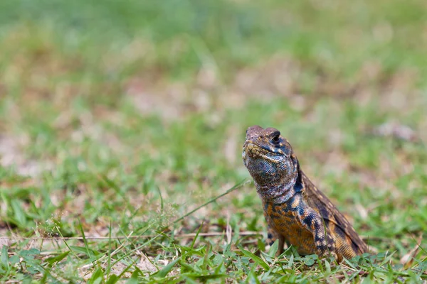 Ящерица рептилия в своей норе — стоковое фото