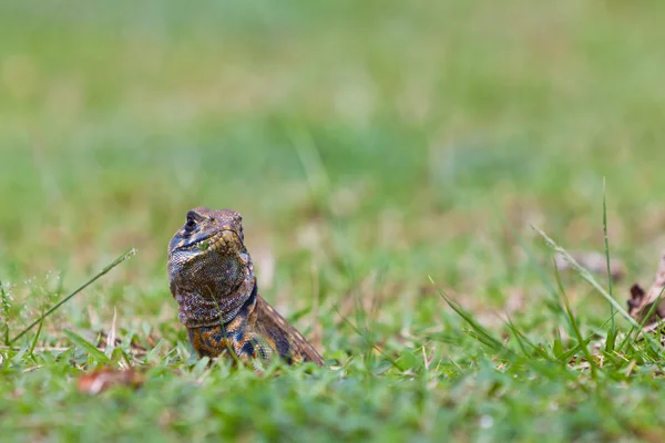 Ящерица рептилия в своей норе — стоковое фото