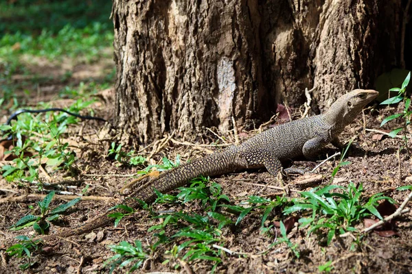 Игуанская рептилия на стволе дерева — стоковое фото