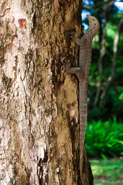 Reptile iguane sur un tronc d'arbre — Photo