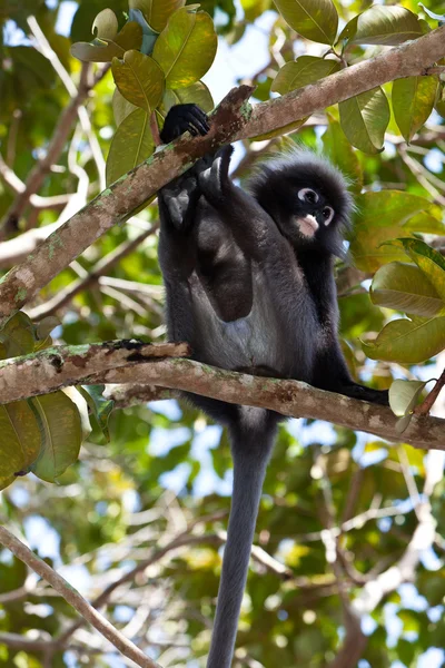 Dusky blad aap zitten in een boom — Stockfoto