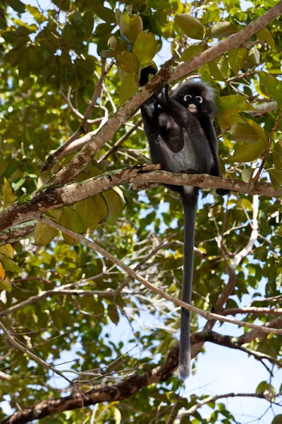 Dusky blad aap zitten in een boom — Stockfoto