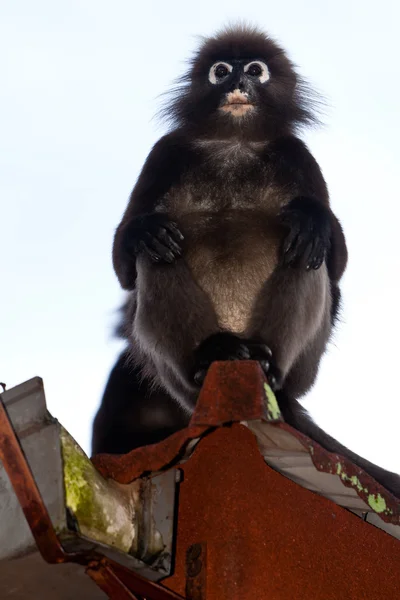 Scimmia foglia scura seduta in una grondaia sul tetto — Foto Stock