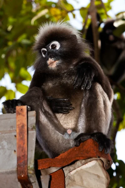 Dusky leaf monkey sitting in a roof gutter — Stock Photo, Image