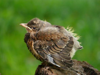 A nestling of the Fieldfare (Turdus pilaris) clipart