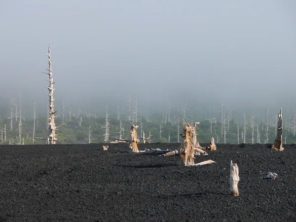 En hældning af vulkanen Tyatya - Stock-foto