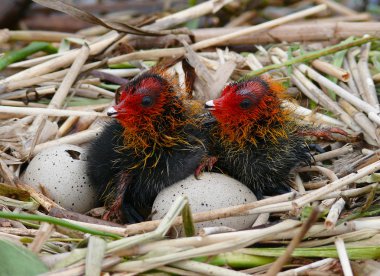 Сhicken Common Coot (Fulica atra) clipart