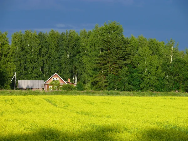 stock image Yellow meadow