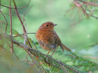 Avrupa Robin (Erithacus rubecula)